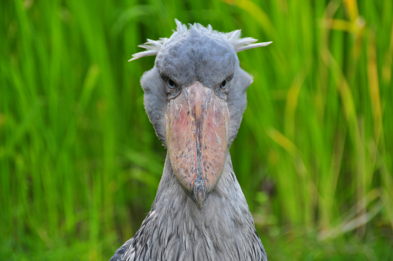 Shoebill, Burung yang Tak Suka Terbang dan Suka Menyendiri